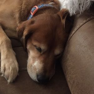 Meet your Posher, Dale